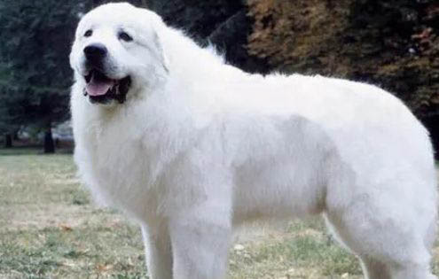 土狗出售100元一只