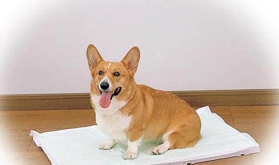 幼犬知道饱吗会撑死吗