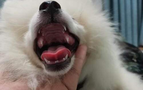 怎样教狗狗上厕所,狗狗在家乱尿必看