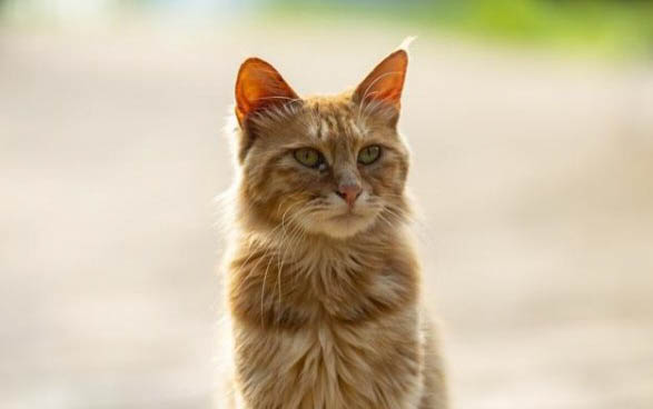 请问猫咪呕吐的原因及处理方法?