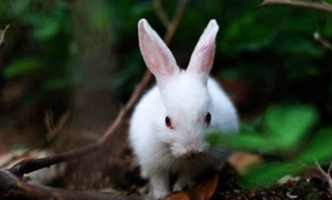 兔子为什么越养越凶啊
