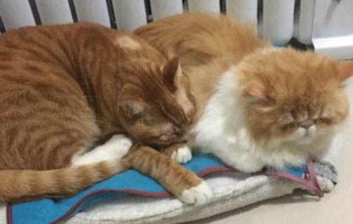 猫粮泡多久才能变软