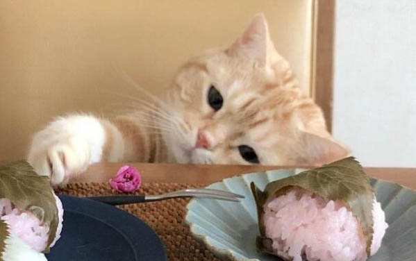 猫咪能吃栗子吗？