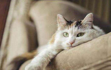 怎么给猫拆线