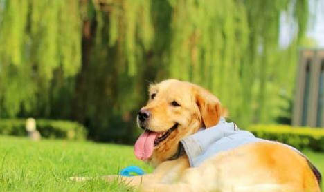狗狗怀孕肚子哪个位置