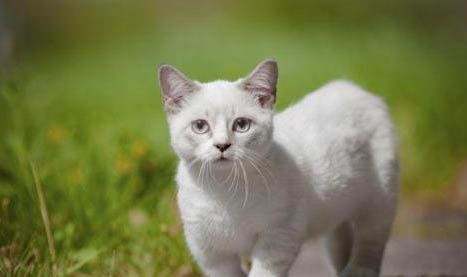 猫咪可以吃南瓜吗?