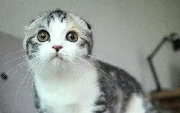 猫爪子如何修剪