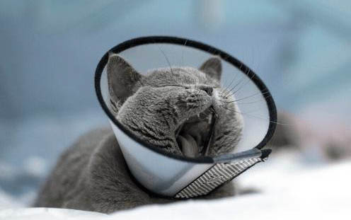 小猫总流眼泪有眼屎怎么回事