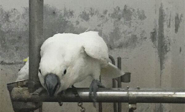 捡到一只暗色锥尾鹦鹉