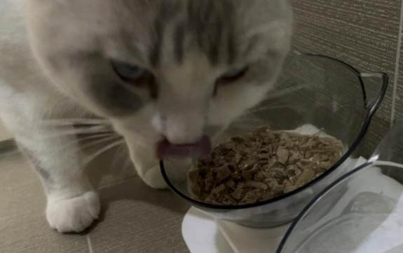 刚满月的小猫不吃不喝是怎么回事