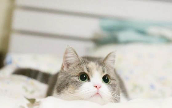 小猫睡觉流口水是怎么回事