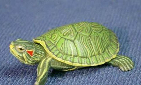 巴西龟死了是什么状态？