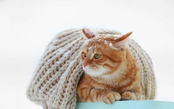 猫咪能喝粥吗?
