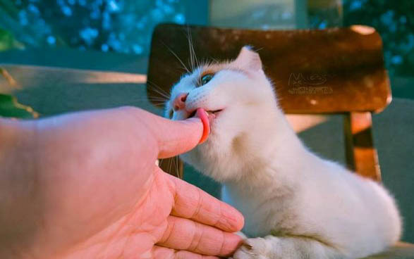 小猫一直叫是什么原因