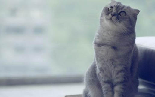 三个月小猫吐黄水是怎么回事