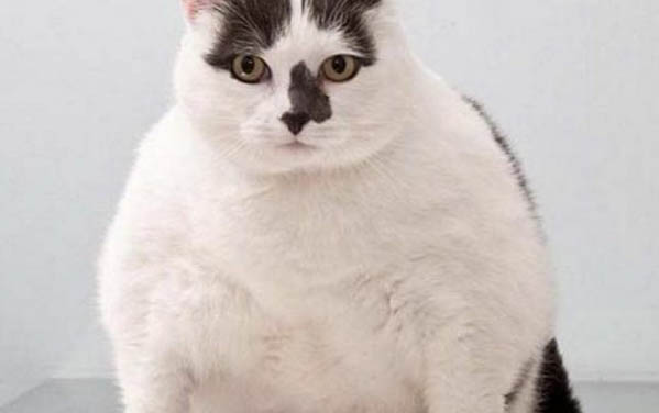 猫咪吃猫条拉稀怎么办