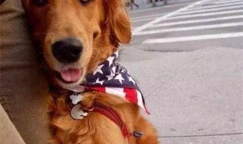 金毛犬用多大的狗笼