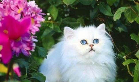 一个月大的猫咪大概多大