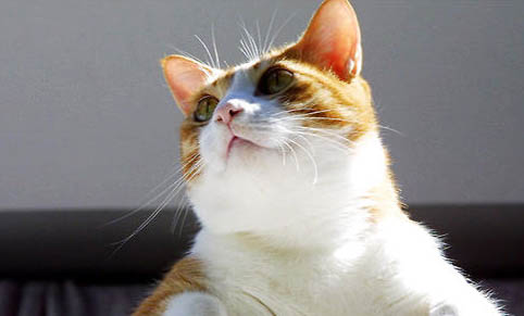 猫咪抓人咬人了怎么办