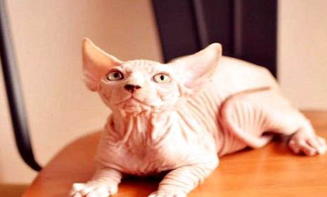 猫咪发烧要做哪些检查?