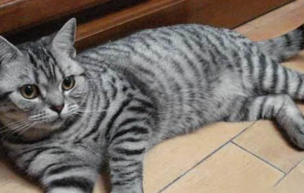 猫的生活习性有哪些