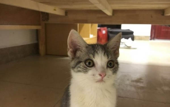 猫不停的呕吐黄水怎么办