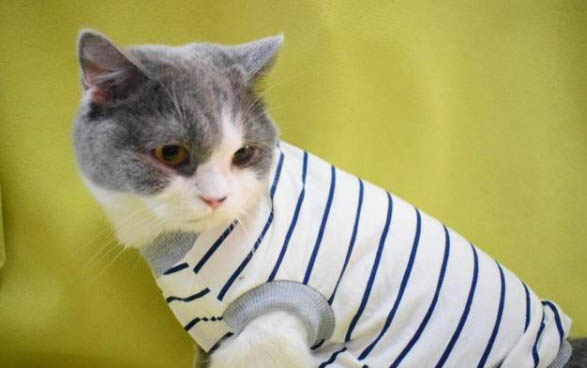 猫咪能吃红薯不？