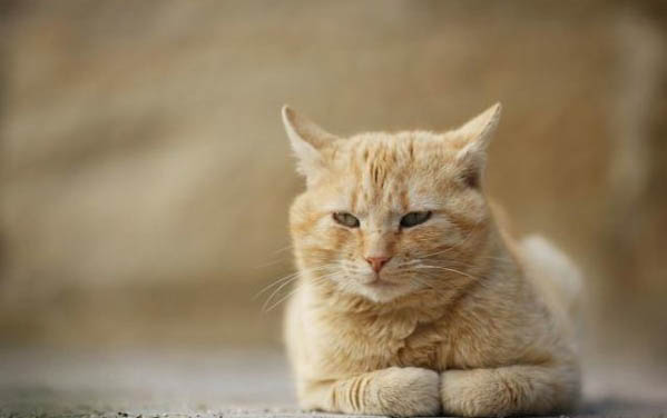 猫咪换牙期是什么时候?