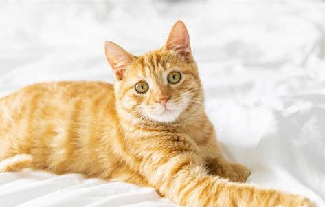 请问猫咪呕吐的原因及处理方法?