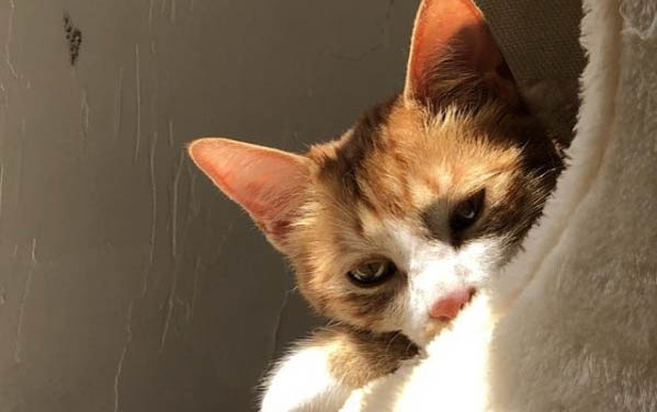 怎么训练猫咪上厕所