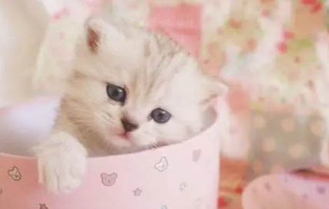 猫怀孕多久会孕吐?