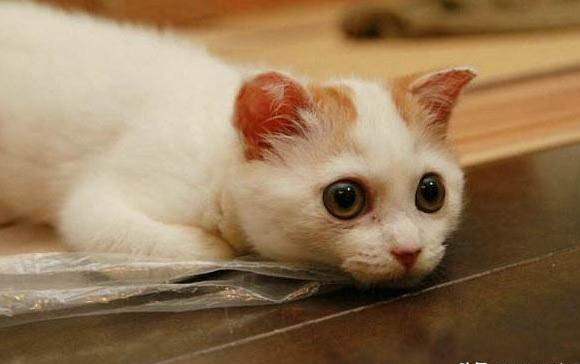 小猫耳朵里有耳螨怎么办