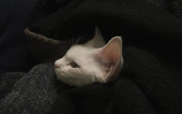 百炎症可以给猫吃吗