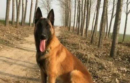 红马犬和黑马犬区别