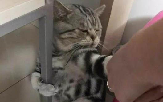 猫一直在地上打滚是为什么一直叫