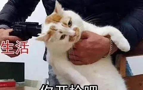 小猫可以和猫爸繁殖吗