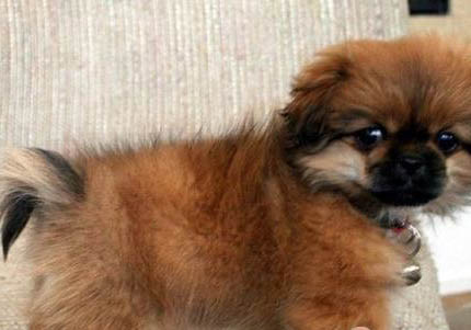 西藏猎犬受伤怎么处理伤口