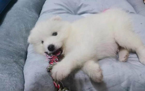 萨摩耶吃什么 不可以吃什么