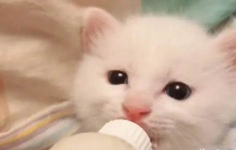 给小奶猫喂奶一次多少毫升