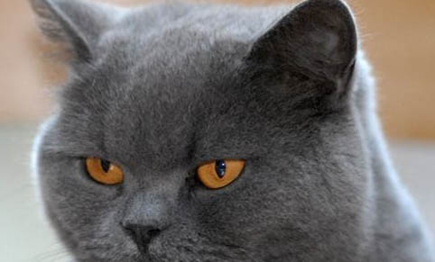 猫打疫苗后精神不振不吃东西