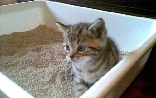 小猫到新家正常几天吃东西