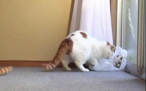 猫咪一个月大可以驱虫吗