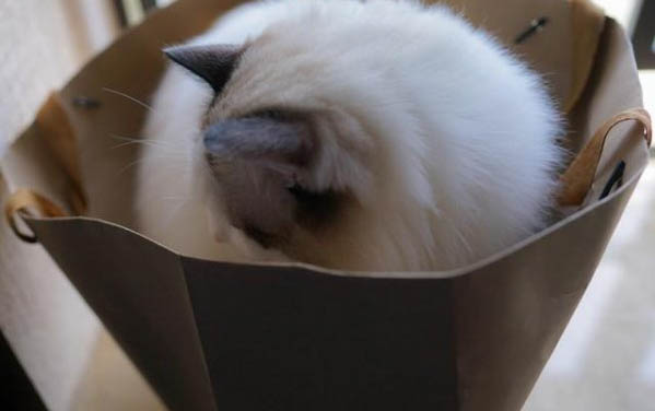 小猫晚上叫怎么办?