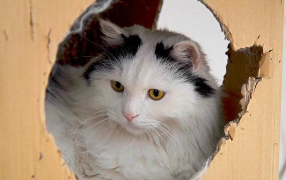 小猫打喷嚏有鼻屎是什么情况