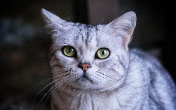 把猫胡子剪了会怎么样？