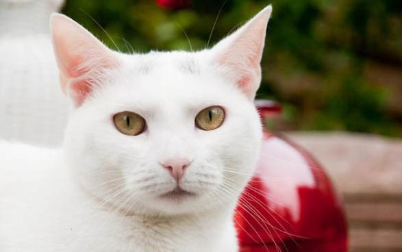 正确的给猫咪洗澡方法