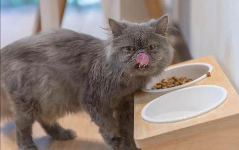 猫咪绝育后一般多久可以吃饭