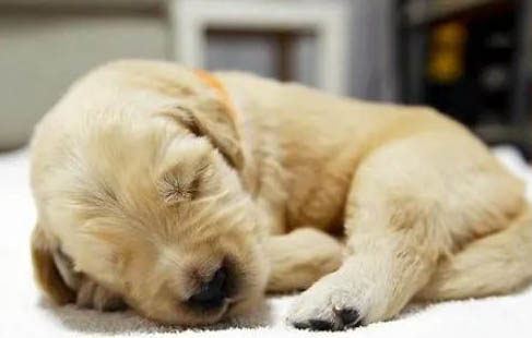 古牧幼犬价格多少钱一只？