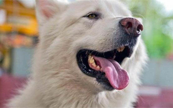 狗狗脑炎有哪些症状?