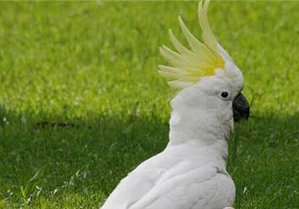 鹦鹉为什么啄自己的羽毛
